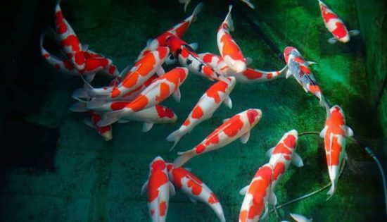 1 About us – Japanese Koi fish in India,Call@9790707579