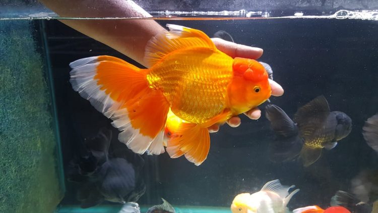 black oranda goldfish cost