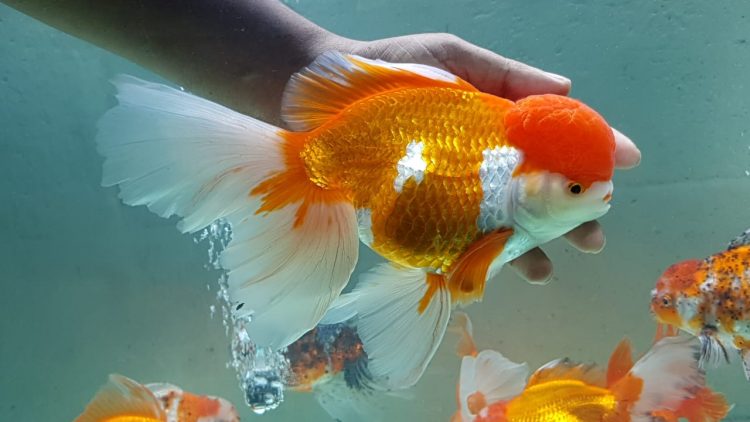 imported goldfish