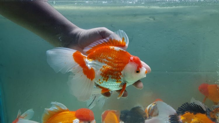 oranda goldfish price